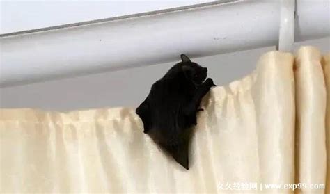 蝙蝠入宅 鏡子面對床